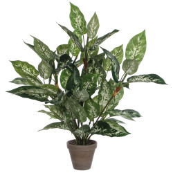 Dieffenbachia pvc con maceta gris